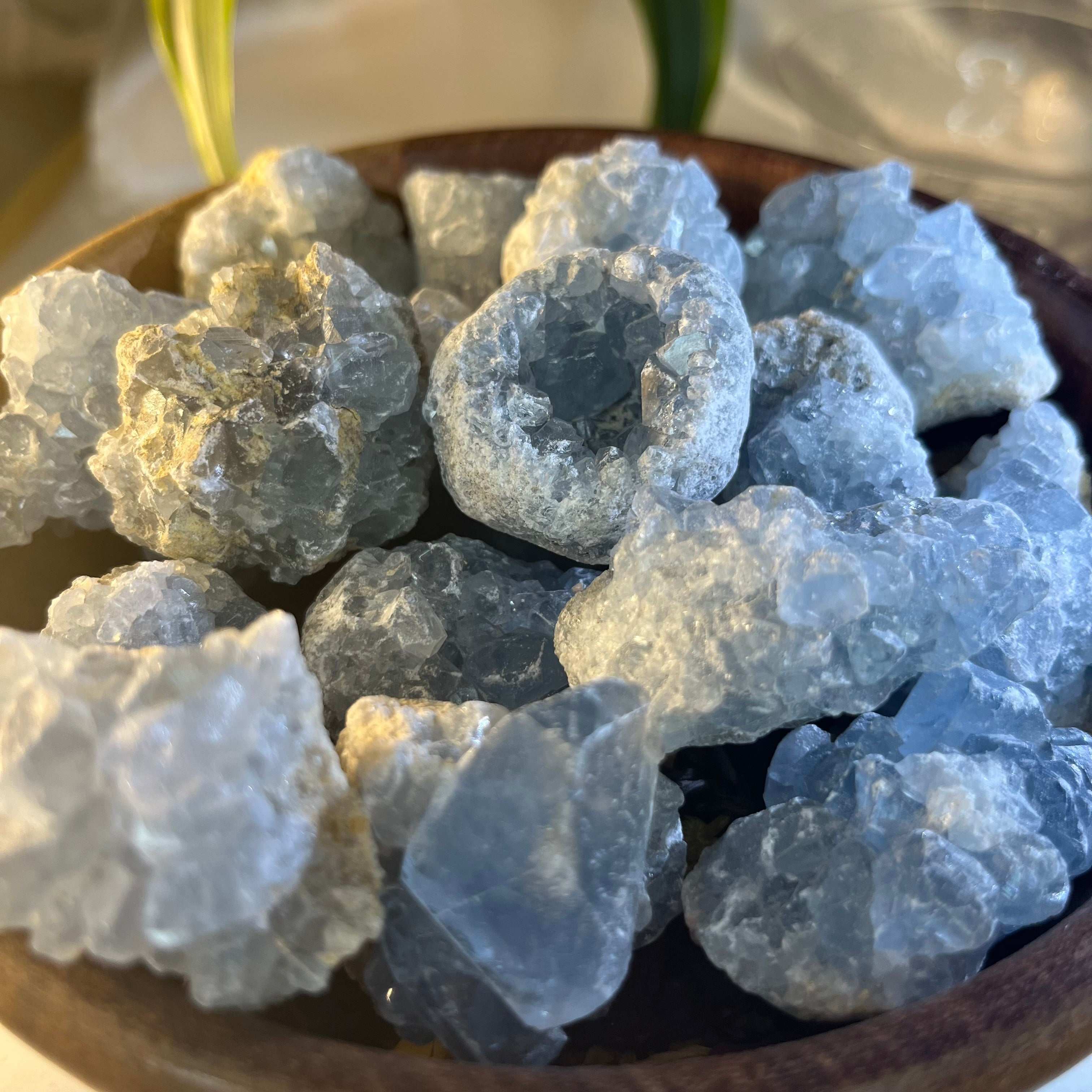 Celestite Mini Clusters - Spiritual Guidance & Mental Clarity Crystals
