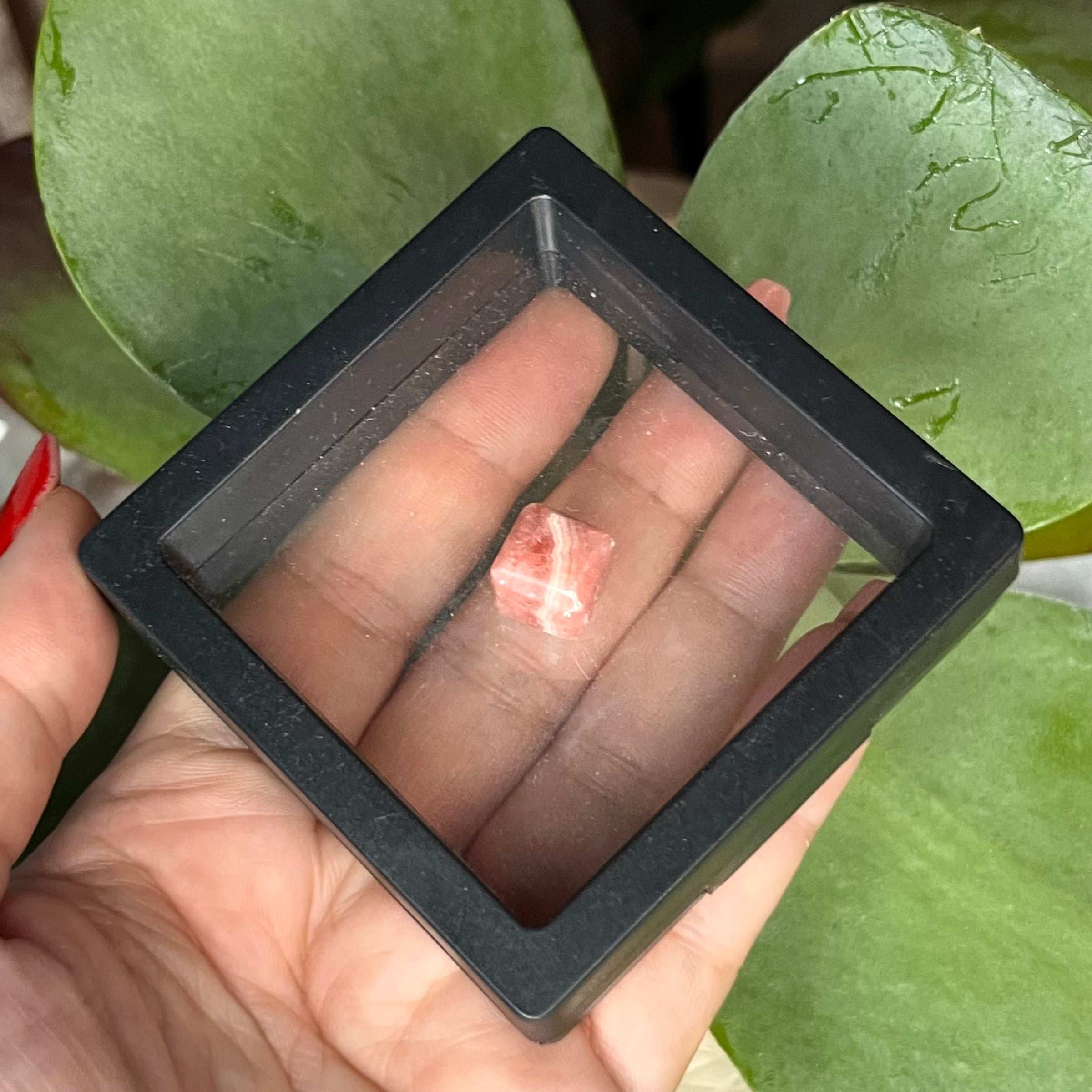 Mini Rhodochrosite Cube w/ Floating Display Case Crystals