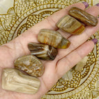 Fossilised Wood Tumblestones - Stability & Grounding Crystals
