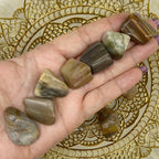 Fossilised Wood Tumblestones - Stability & Grounding Crystals