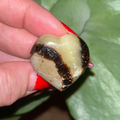 Septarian Heart - Grounding & Stability Mini- 3cm Crystals