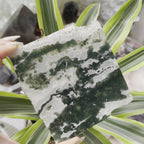 Moss Agate Slice - Optimism & Courage