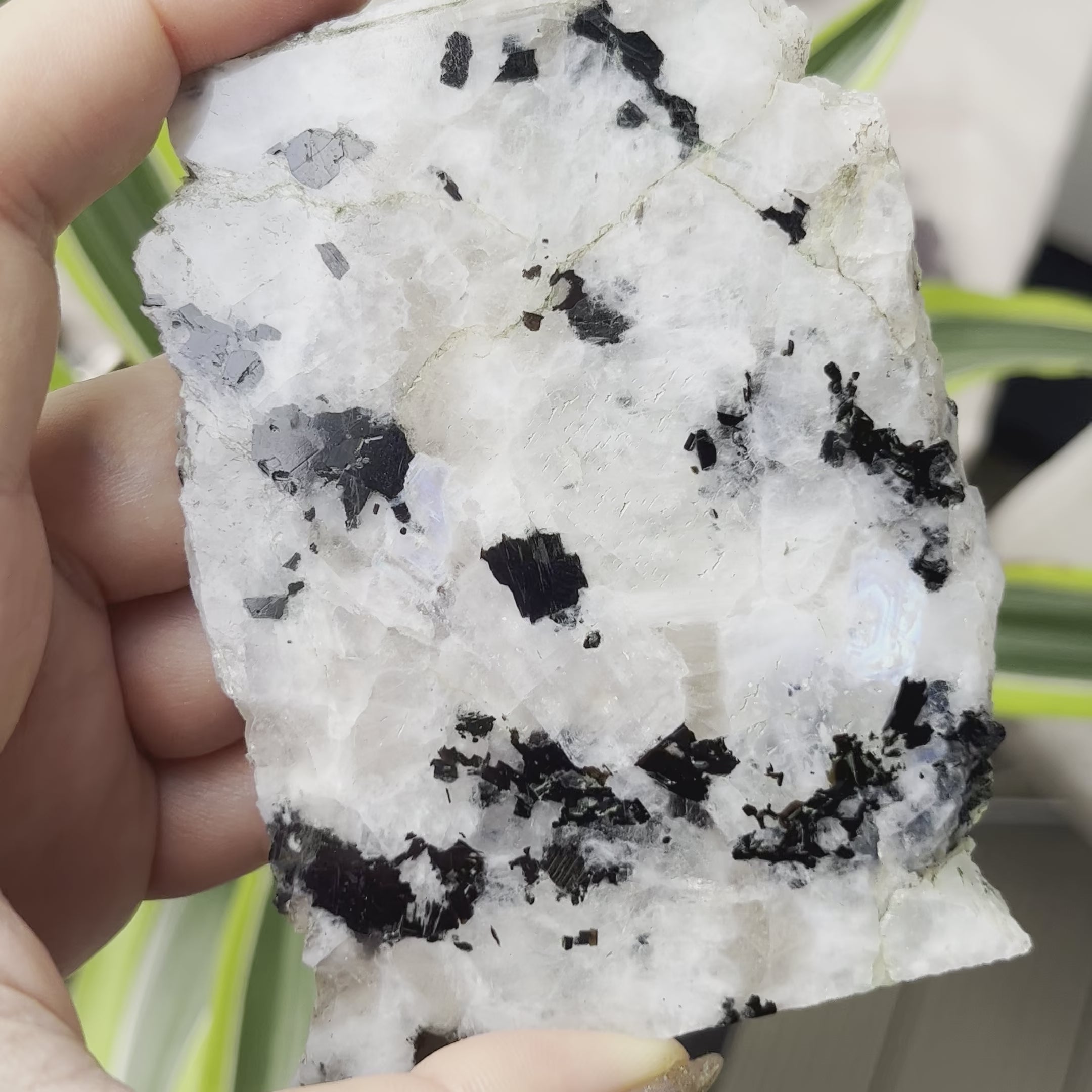 Rainbow Moonstone Slice - Feminine Energy
