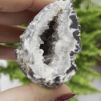 Oco Agate Druzy Geode Halves